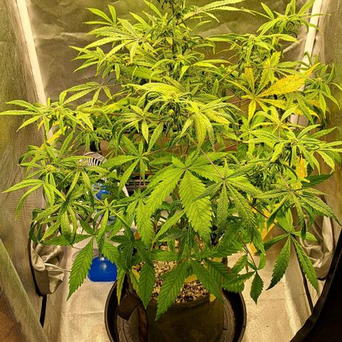 Sour Diesel Auto growlog timeline photo