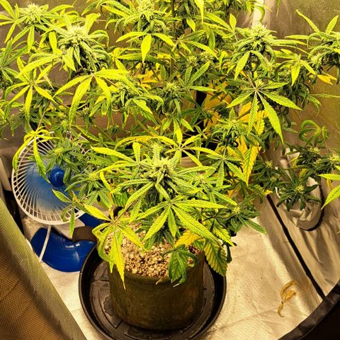 Sour Diesel Auto growlog timeline photo