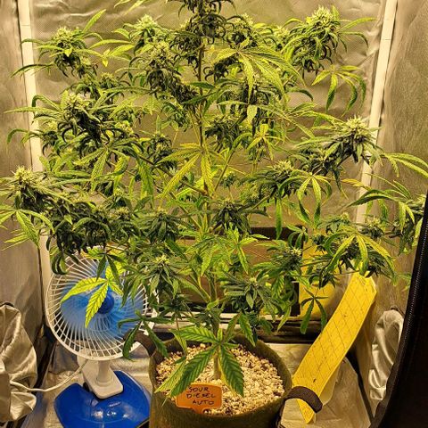 Sour Diesel Auto growlog timeline photo