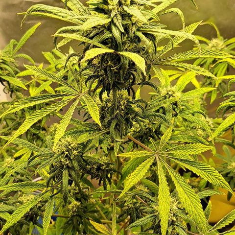 Sour Diesel Auto growlog timeline photo
