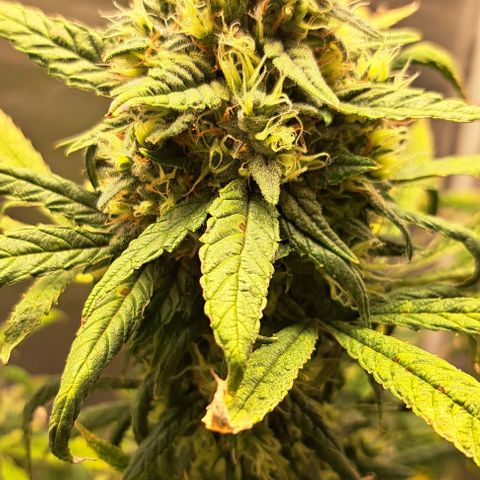 Sour Diesel Auto growlog timeline photo