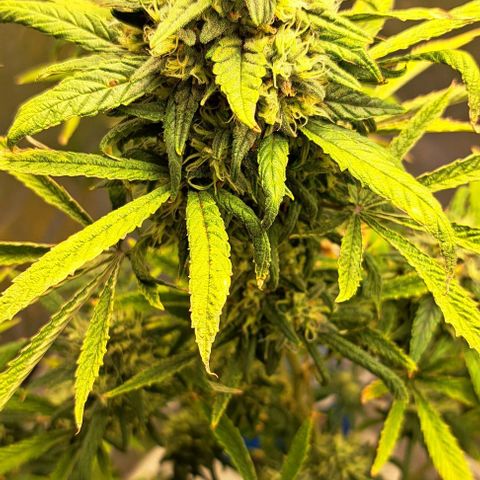 Sour Diesel Auto growlog timeline photo