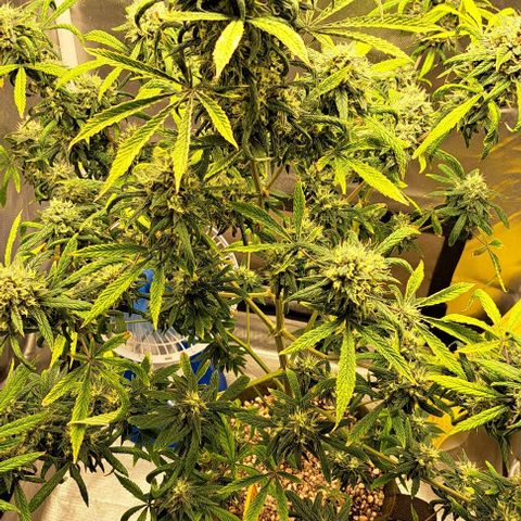 Sour Diesel Auto growlog timeline photo