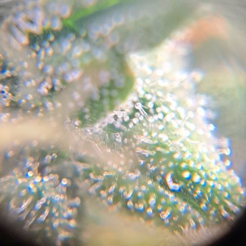 Sour Diesel Auto growlog timeline photo