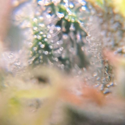 Sour Diesel Auto growlog timeline photo