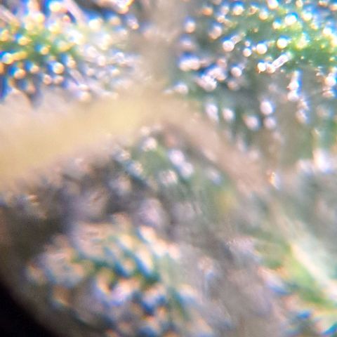 Sour Diesel Auto growlog timeline photo