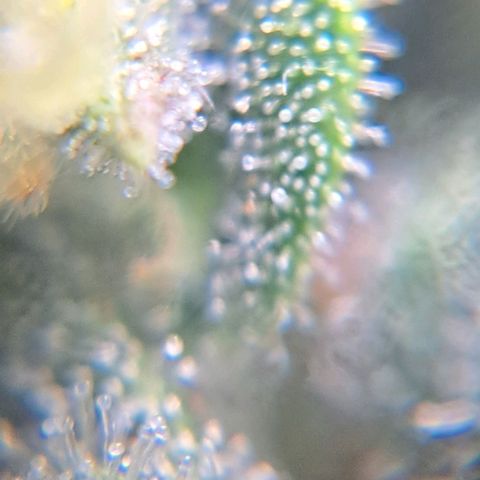 Sour Diesel Auto growlog timeline photo