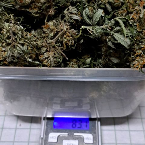 Sour Diesel Auto growlog timeline photo