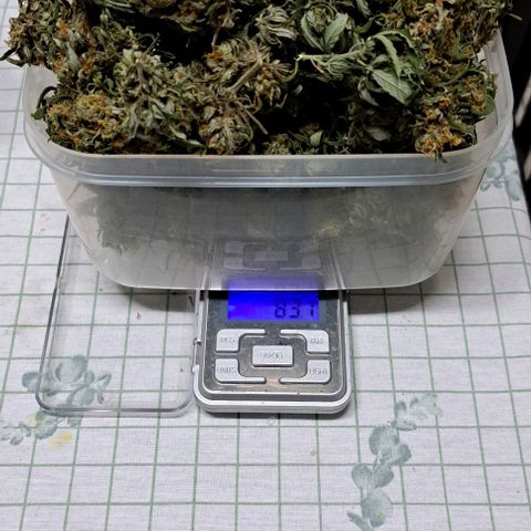 Sour Diesel Auto growlog timeline photo