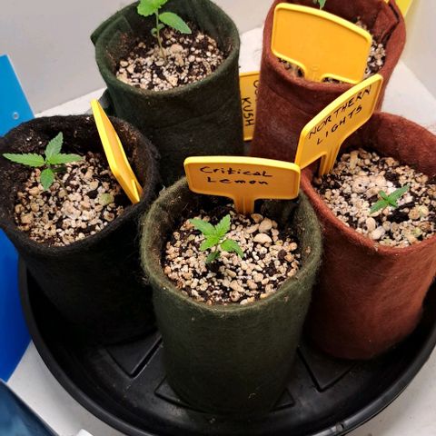 Bubble Gum growlog timeline photo