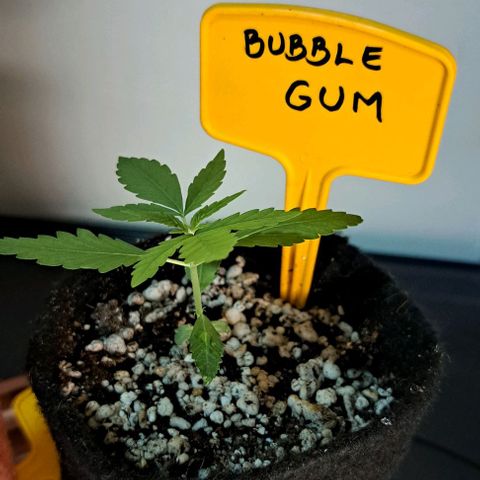 Bubble Gum growlog timeline photo