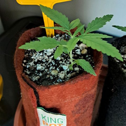 Ak47 growlog timeline photo