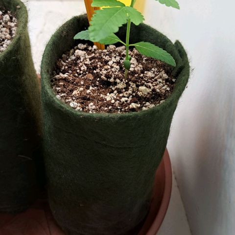 Gorilla Kush growlog timeline photo
