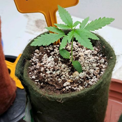 Critical Lemon growlog timeline photo