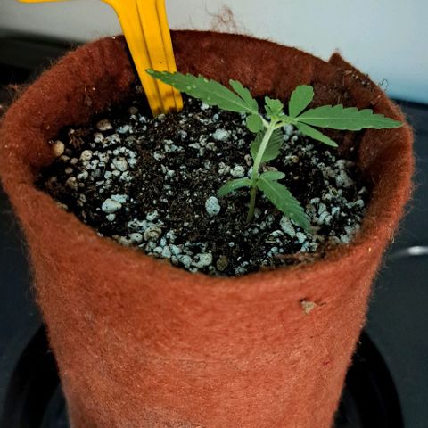 Northern Lights growlog timeline photo