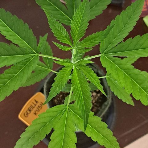 Gorilla Kush growlog timeline photo