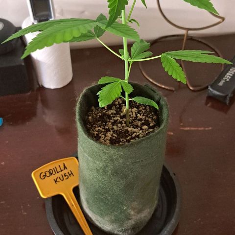 Gorilla Kush growlog timeline photo