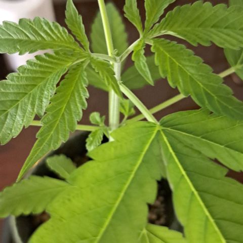 Gorilla Kush growlog timeline photo