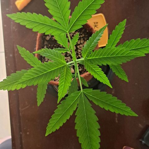 Ak47 growlog timeline photo