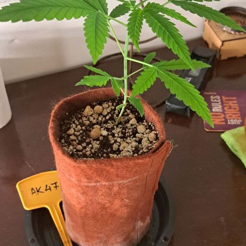 Ak47 growlog timeline photo