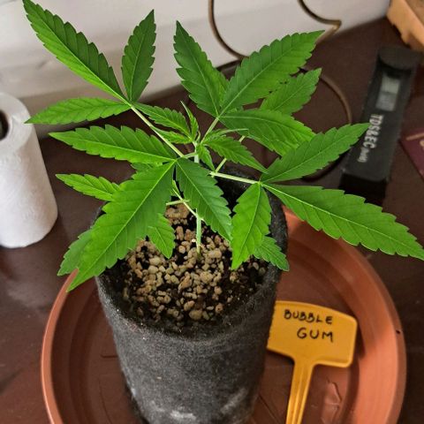 Bubble Gum growlog timeline photo