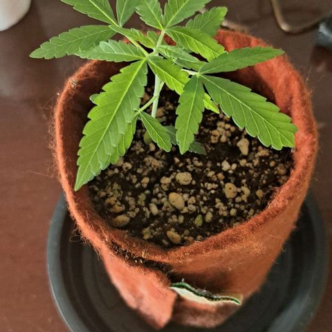 Northern Lights growlog timeline photo