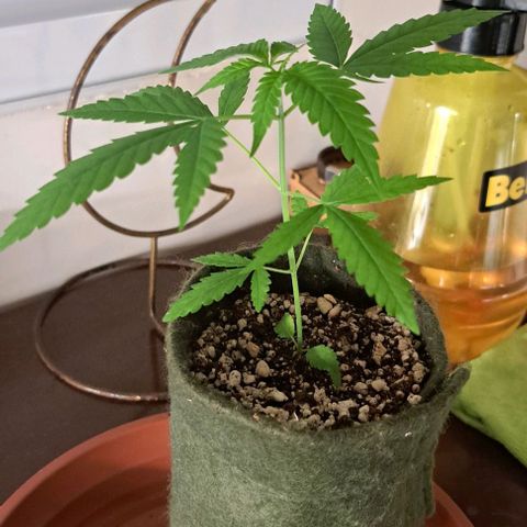 Critical Lemon growlog timeline photo