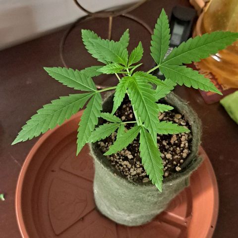 Critical Lemon growlog timeline photo