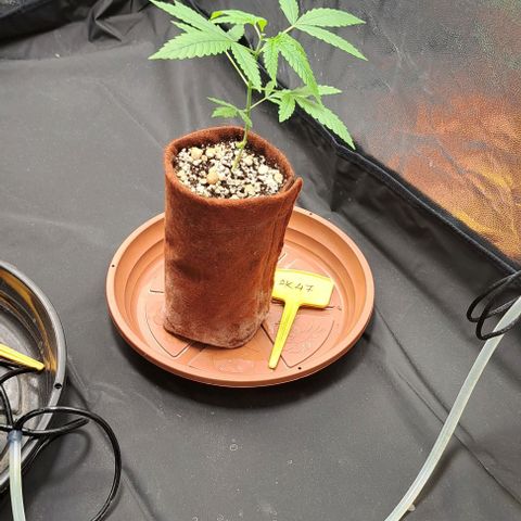 Ak47 growlog timeline photo