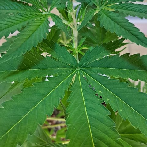 Gorilla Kush growlog timeline photo