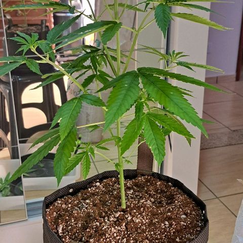 Gorilla Kush growlog timeline photo