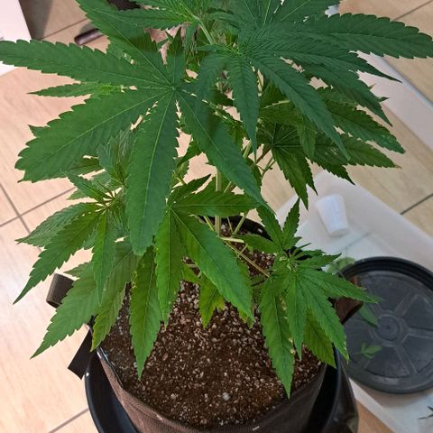 Gorilla Kush growlog timeline photo