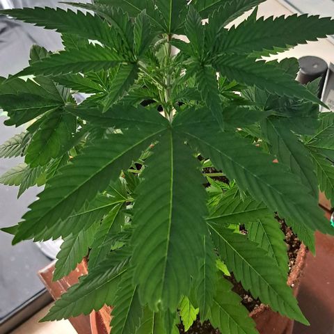 Ak47 growlog timeline photo