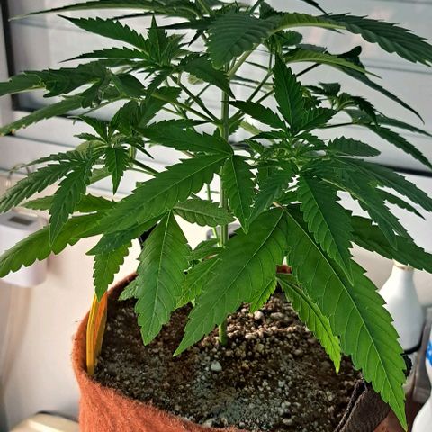 Ak47 growlog timeline photo