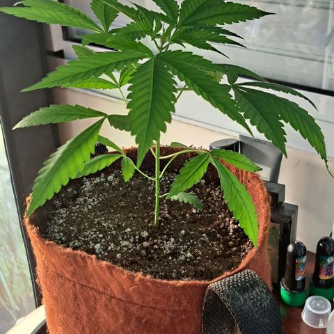 Bubble Gum growlog timeline photo