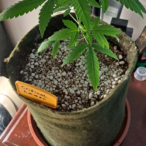 Critical Lemon growlog timeline photo