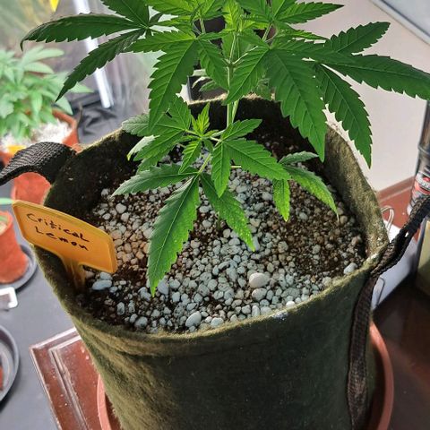 Critical Lemon growlog timeline photo