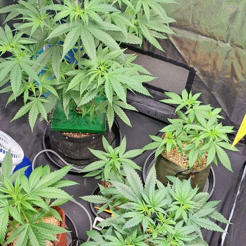 Bubble Gum growlog timeline photo
