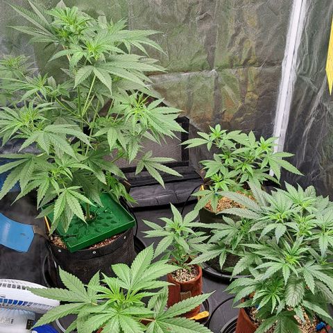 Bubble Gum growlog timeline photo