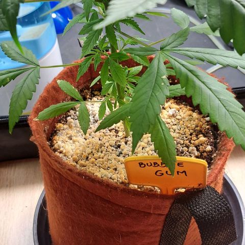 Bubble Gum growlog timeline photo