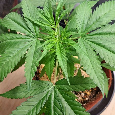 Bubble Gum growlog timeline photo