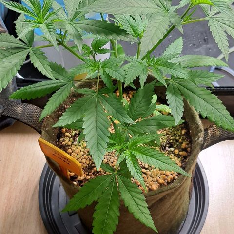 Critical Lemon growlog timeline photo