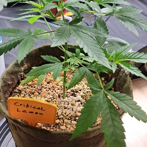 Critical Lemon growlog timeline photo