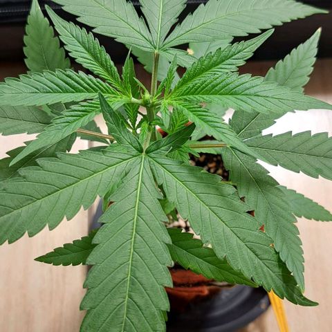 Northern Lights growlog timeline photo