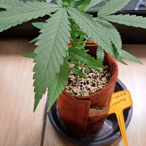 Northern Lights growlog timeline photo