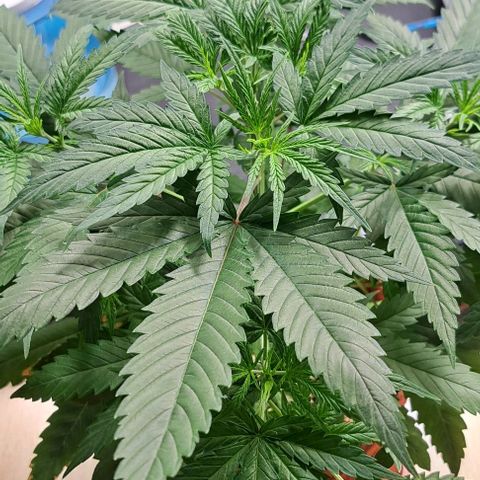 Ak47 growlog timeline photo