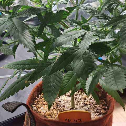Ak47 growlog timeline photo