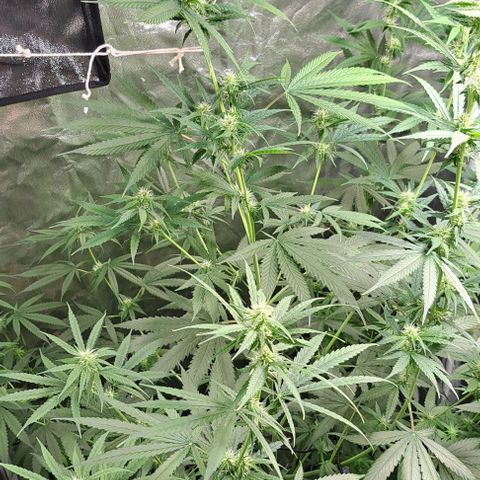 Gorilla Kush growlog timeline photo