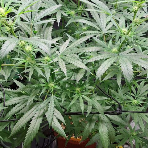 Ak47 growlog timeline photo