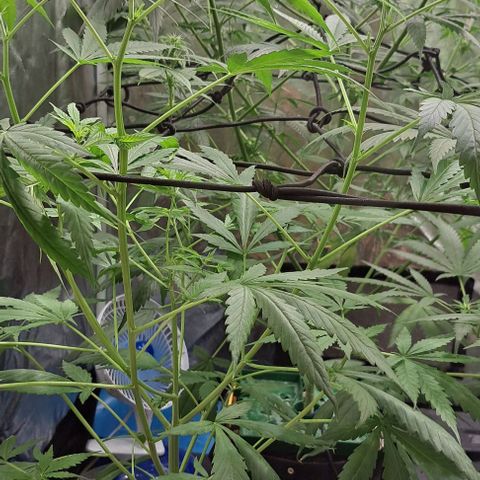 Bubble Gum growlog timeline photo